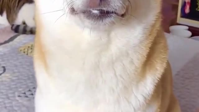 Funniest Animals Ever 🐧 - Awesome Funny Animals' Life Videos - Funniest Pets 😇