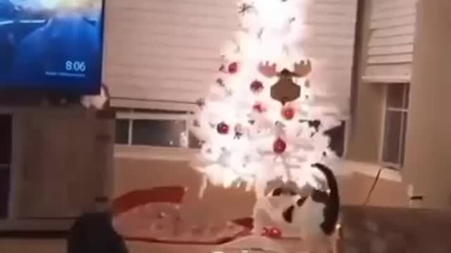 cats dropped a Christmas tree