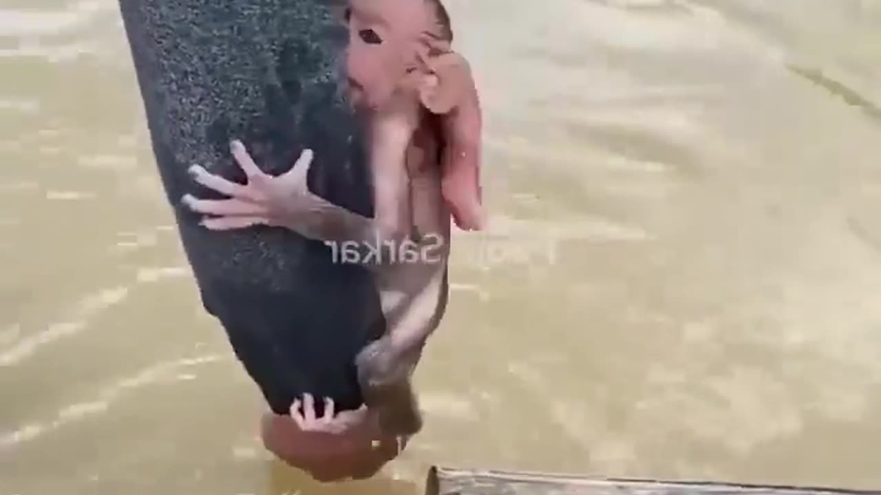 Monkey stuck in net man save life 🐒 🐵