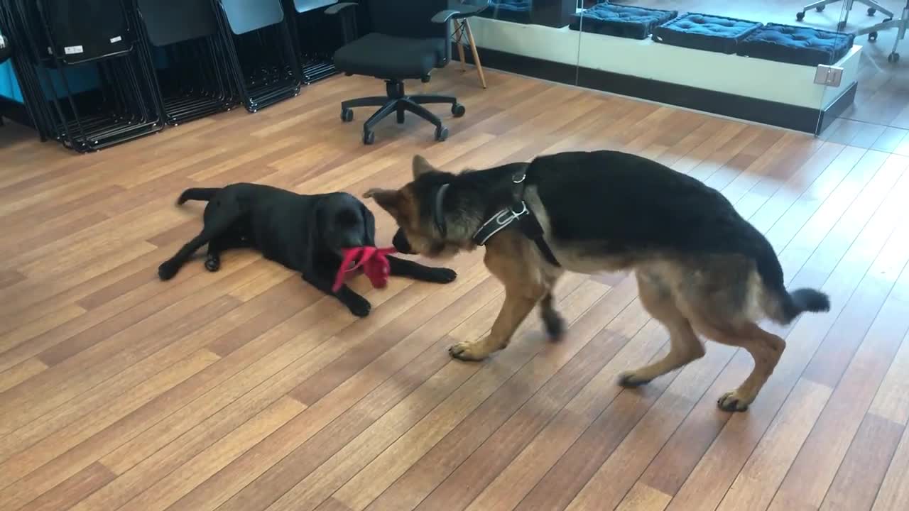 Two dogs playing in the office