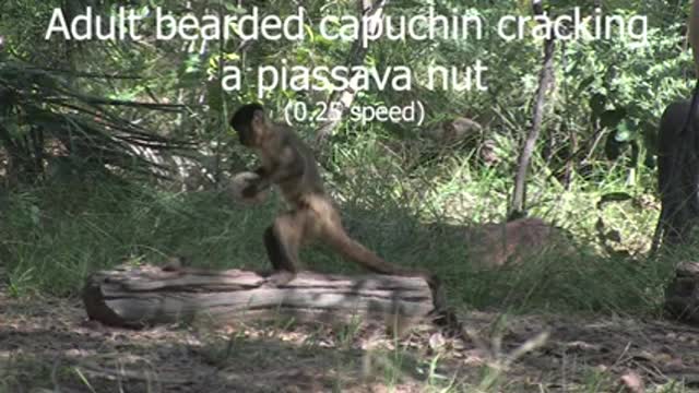 A capuchin monkey uses a tool to crack open a nut