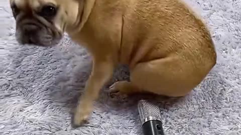 funniest animals, newest videos of cats🐱 and dogs🐕🤣🤣