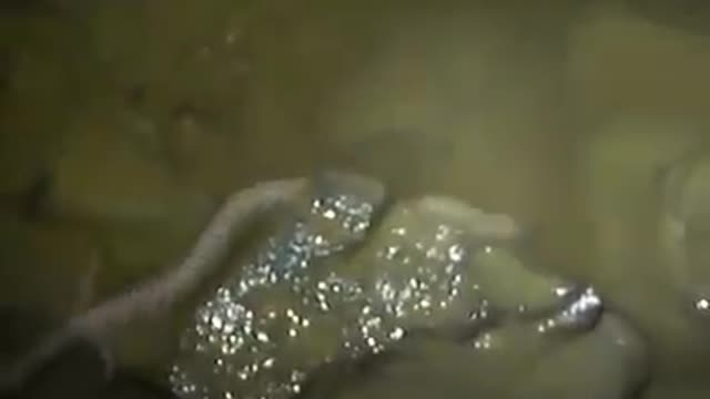 Dragon ? real or not ?