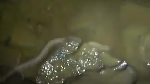 Dragon ? real or not ?