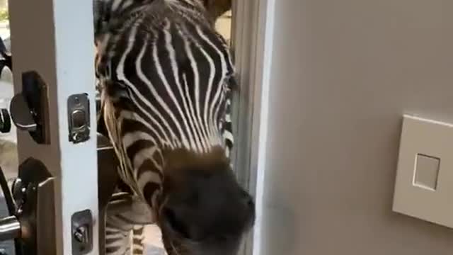 Zebra opening door 🙀 and she is so proud