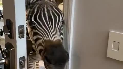 Zebra opening door 🙀 and she is so proud
