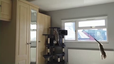 Crazy Bengal Kittens Play With New Cat Tree