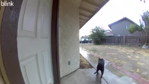 When the neighbor's 🐕 dog brings my dog home