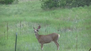 Deer With Broken Antler, Runs and Jumps.