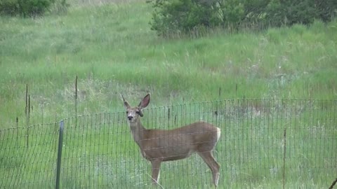 Deer With Broken Antler, Runs and Jumps.