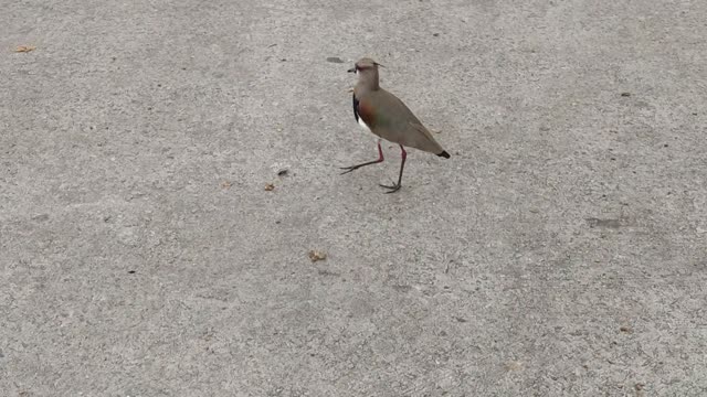 Brazilian bird