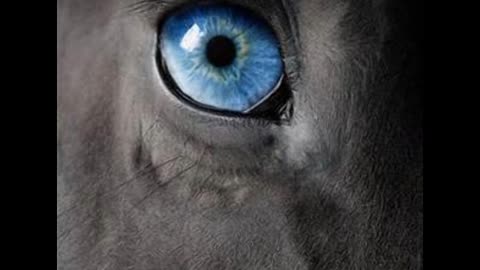 One Eyed Horse Called Mary Jane