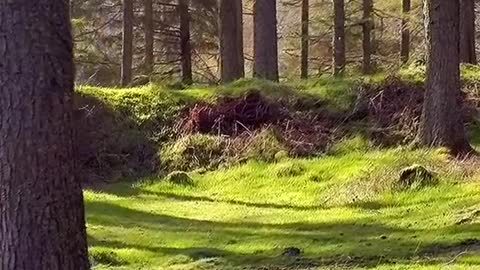 la nature et belle et apaise...