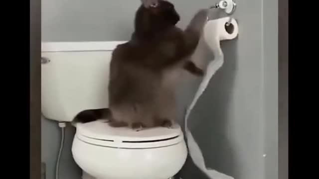 Funny cats. #funnycats #funnymoments #shorts