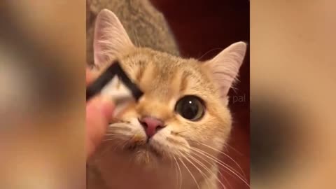 Best funny animal videos 2020