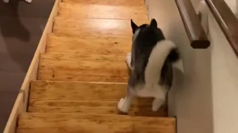 DOG TEACHES PUPPY to Climb Down the Staircase 🐶