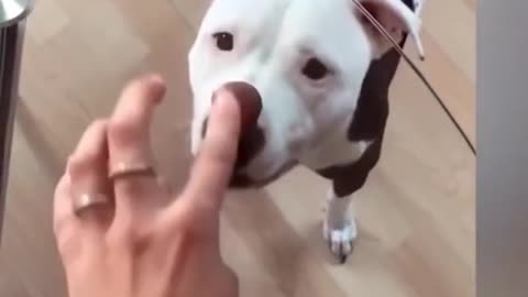 dog funny moments