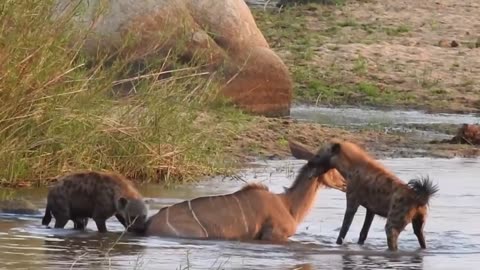 hyenas attachyenas attack deer for lunchk deer for lunch