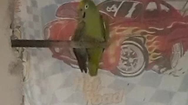 Crazy Parrot ( No Debate ) music