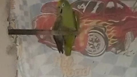 Crazy Parrot ( No Debate ) music