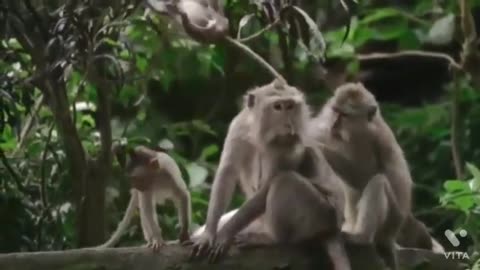 Monkey funny video