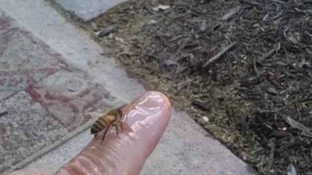 Pet honey bee