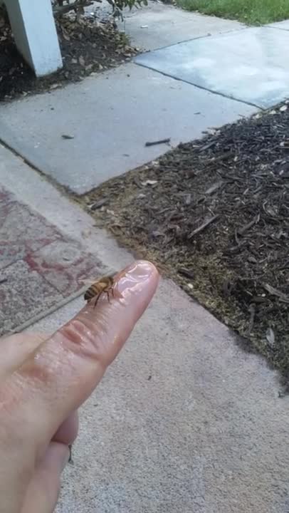 Pet honey bee