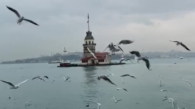 birds-flying-around-kiz-kulesi-