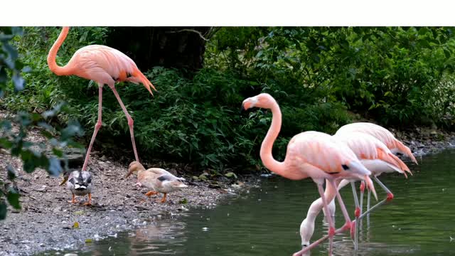 EXCLUSIVE PINK FLAMINGO BIRDS