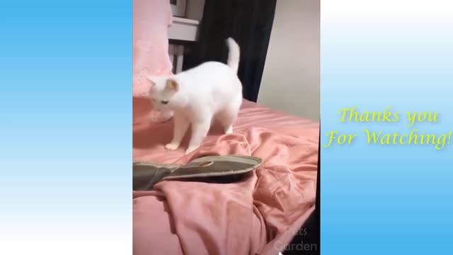 Cute and Funny Pets Animals You Can't Stop Laughing At Part 11