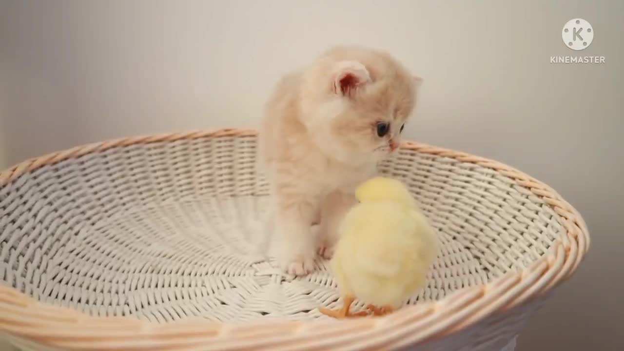 Cat vs baby 🐔hen/ new video