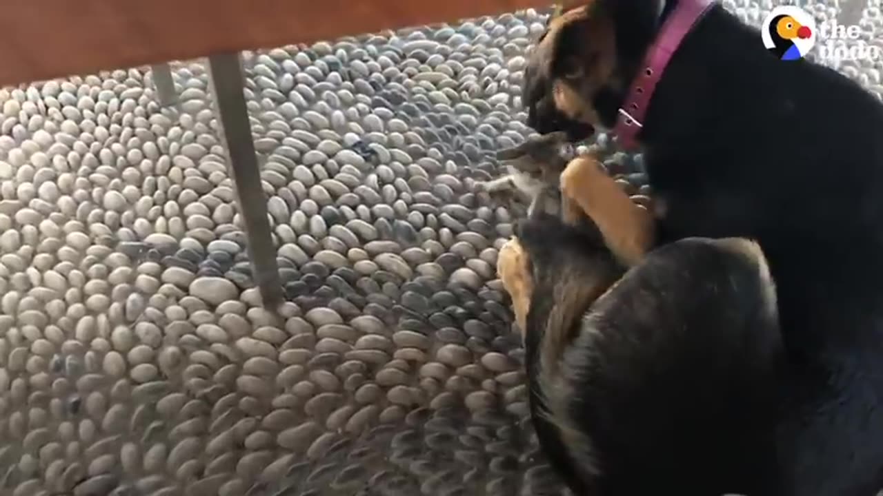 Stray Kitten Picks A Dog As Her Mom | The Dodo Cat Crazy