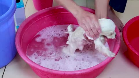 Fist cute puppy bath