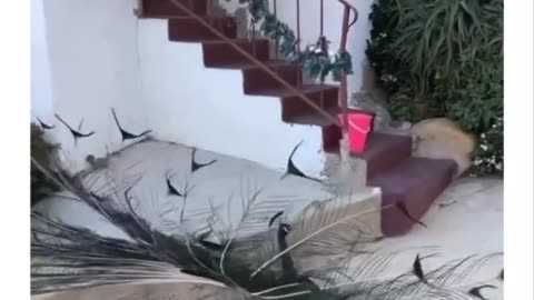 Dude thinks a peacock is a flamingo