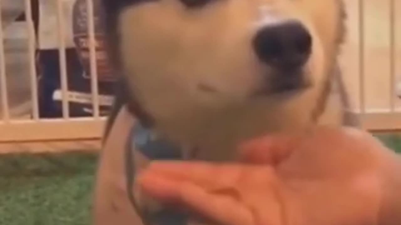 Funny And Cute Dogs Videos _ Cute Dog is in Sleeping Mode #shorts ππβ€ππΆππ±π»πππ