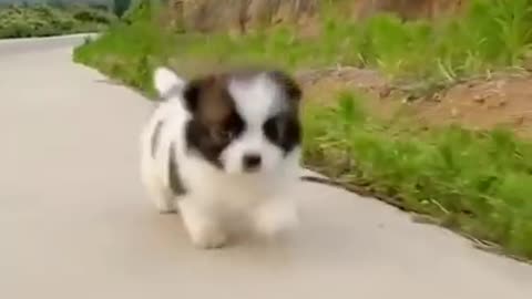 Cute Puppy 😸😸 Funny Video #shorts