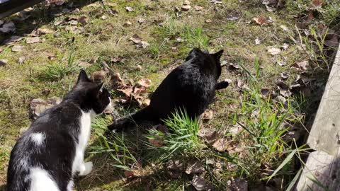 Gatitoz
