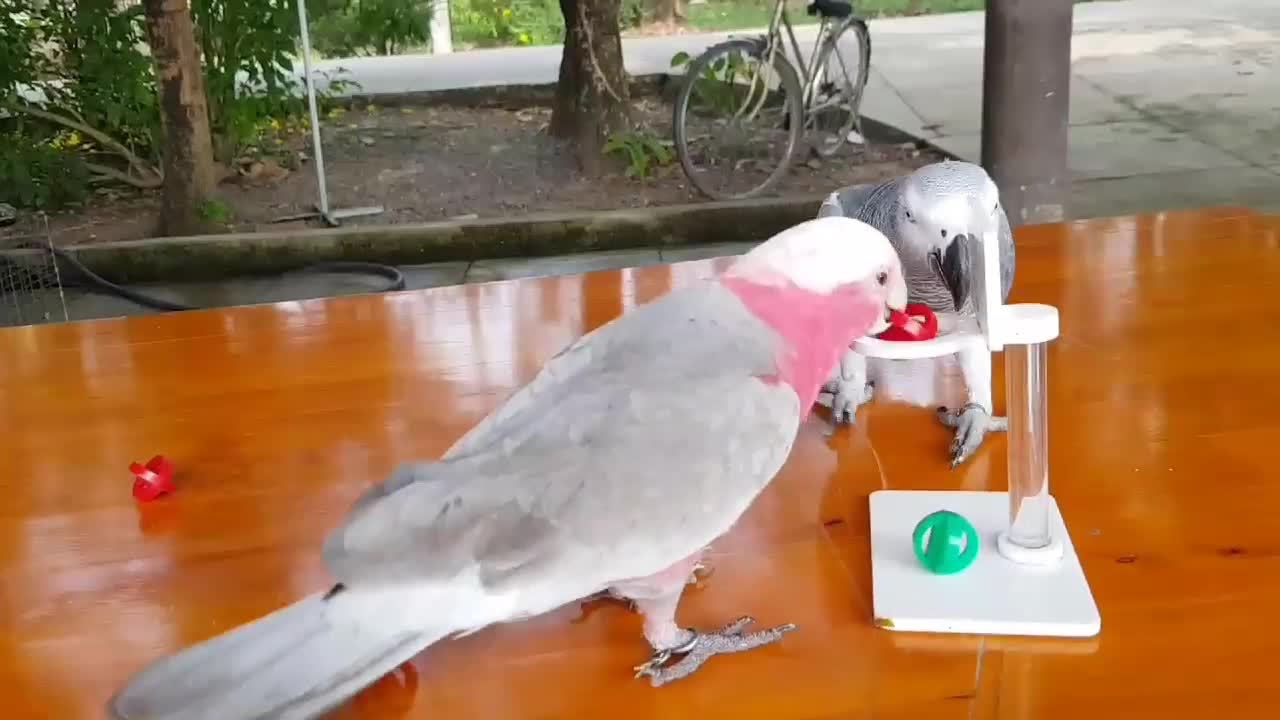 Parrot Pals Play Basketball Together