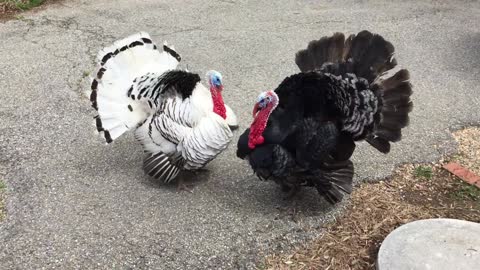 Turkey visit during camping trip!!!