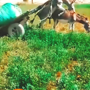 Funny Animals |حیوانات جالب