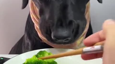 Dog eating