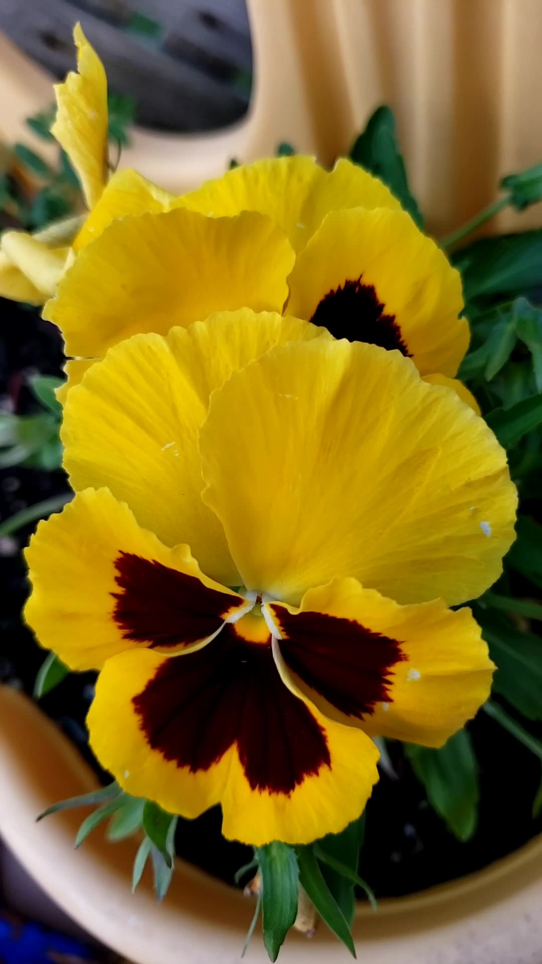 Tricolor pansy flowers