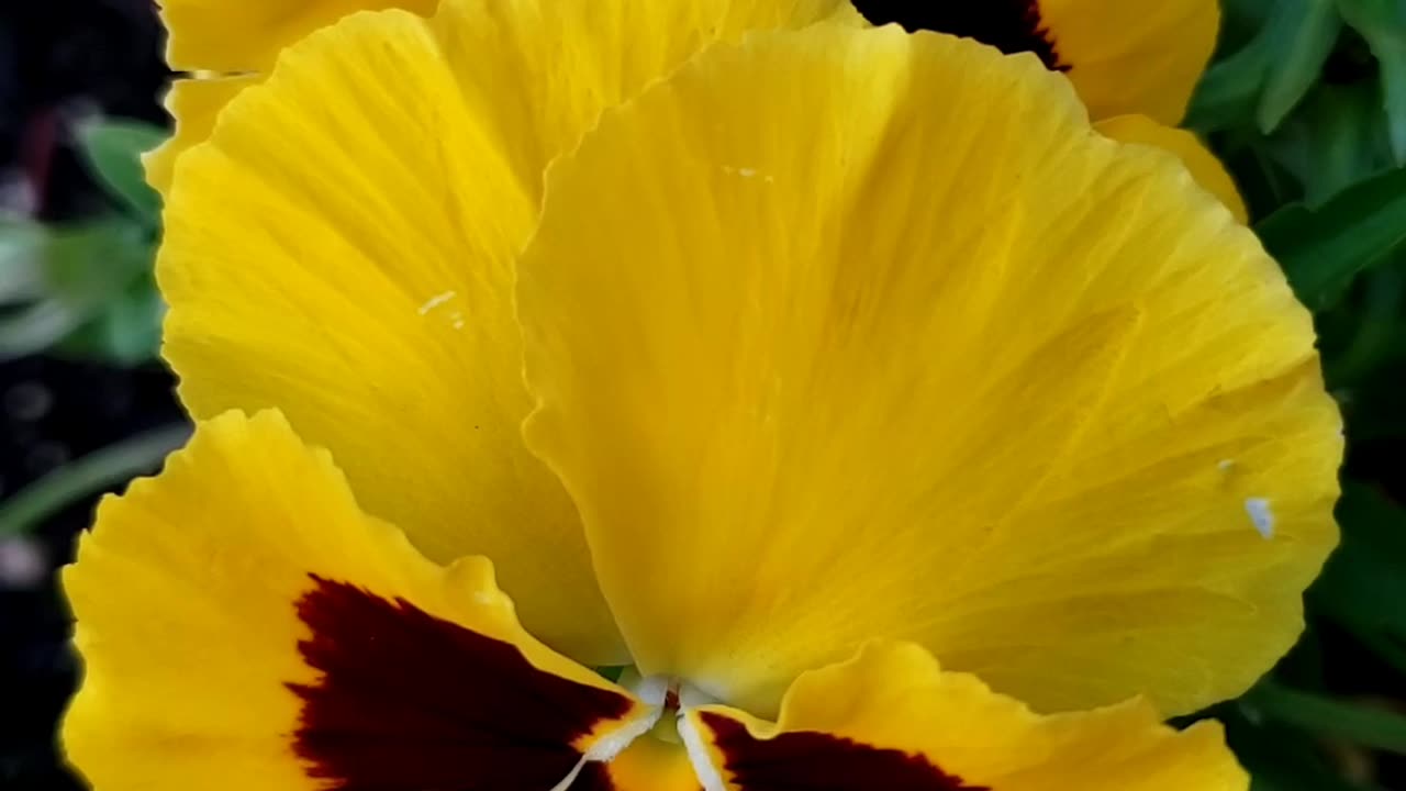 Tricolor pansy flowers