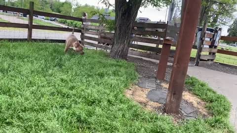 German Shepherd Attacks Pitbull [OFF LEASH DOG PARK]