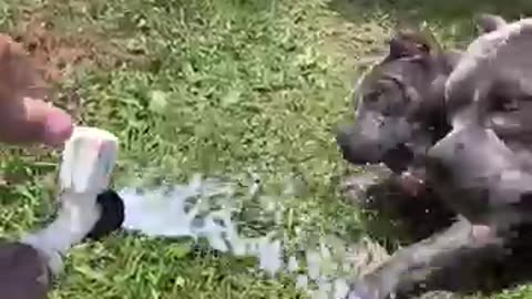 Dog video