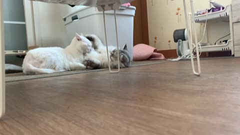 White cat with gray cat grooming each other