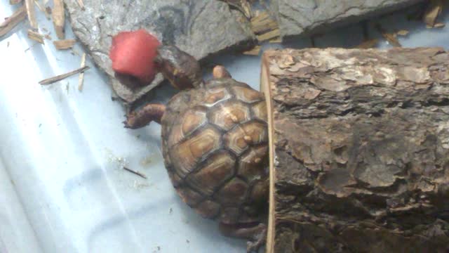 Turtle Tries Watermelon