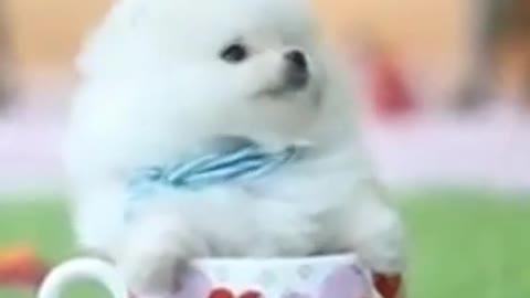 Teacup Pomeranian Dog # Baby Pomeranian # #Short ##8