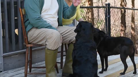 Dogs Sitting in Front of Elderly Couple