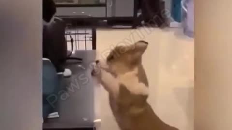 funny videos